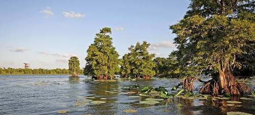 Lush cypress trees rise from calm waters, surrounded by lily pads under a clear blue sky.