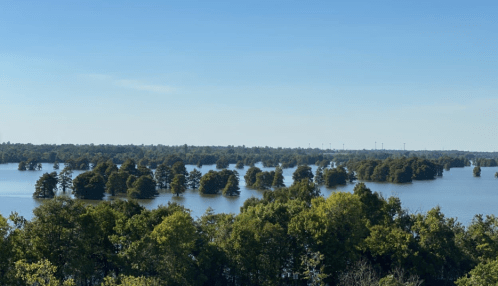A serene landscape of a flooded area with trees partially submerged in water under a clear blue sky.