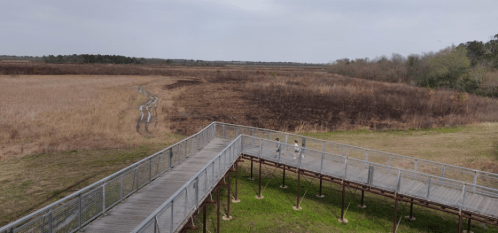 A wooden boardwalk leads through a grassy area, with two people walking in the distance and a burned field nearby.