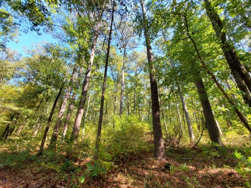 A lush forest with tall trees and bright blue sky peeking through the leaves. Sunlight filters through the greenery.