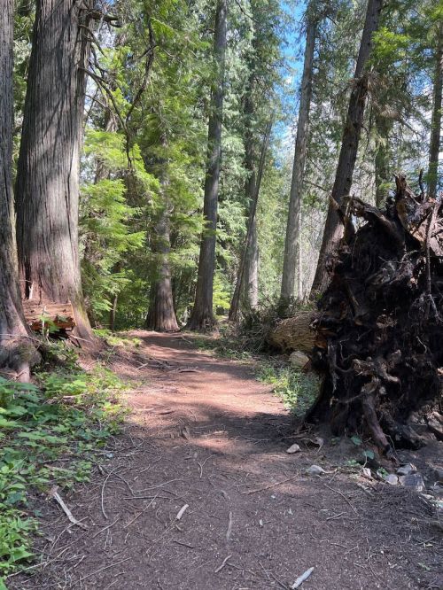 A forest path winding through tall trees, with sunlight filtering through the leaves and a pile of logs on the side.
