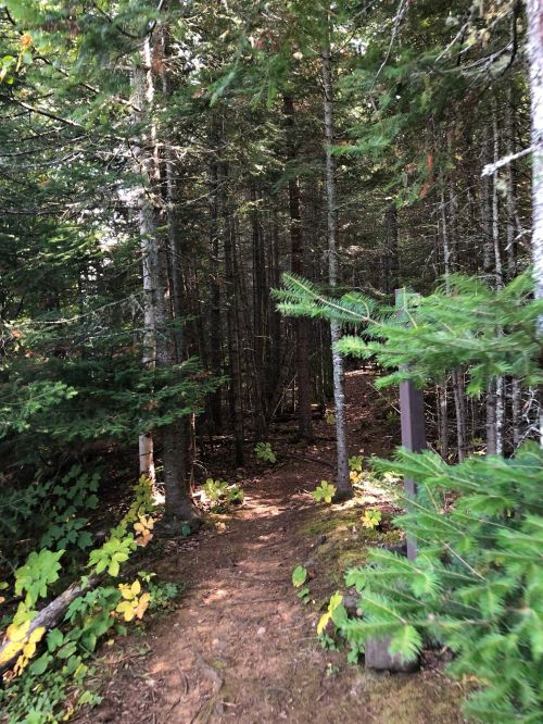 A narrow dirt path winding through a dense forest with tall trees and green foliage.