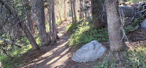 A narrow dirt path winds through a forest of tall trees and rocks, illuminated by soft sunlight.