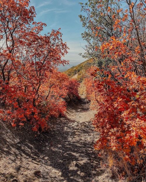 A winding path through vibrant red and orange foliage under a clear blue sky.
