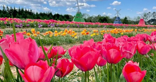 A vibrant field of pink tulips in the foreground, with colorful tulips and windmills in the background under a blue sky.