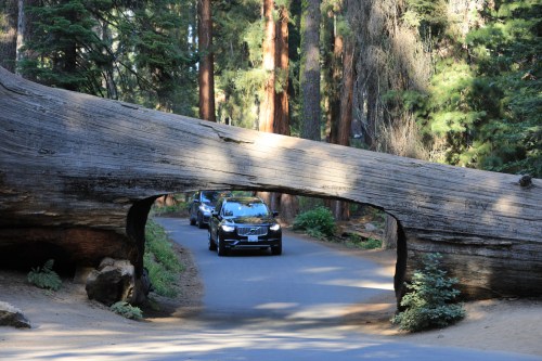 A car drives through a large fallen tree in a forest, surrounded by tall trees and sunlight filtering through the leaves.