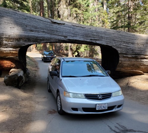 A silver Honda minivan drives through a large fallen tree in a forest, with another vehicle visible in the background.