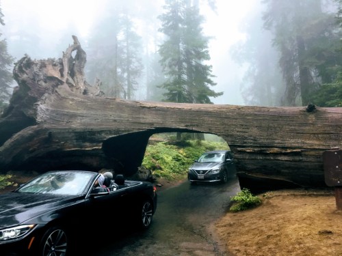 Two cars drive through a large fallen tree in a misty forest, surrounded by tall trees and greenery.