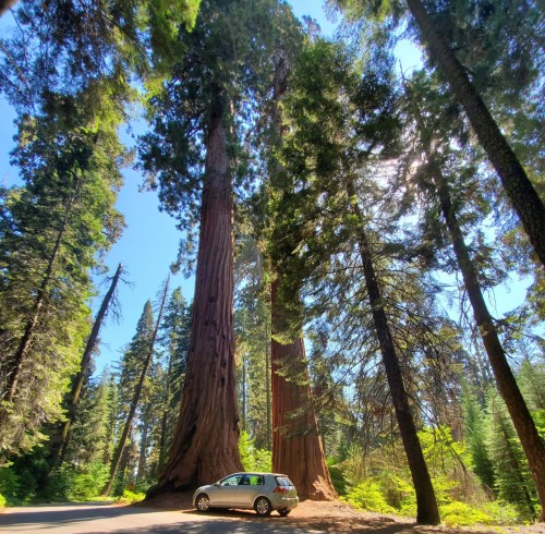 A silver car parked beside towering sequoia trees in a sunlit forest.