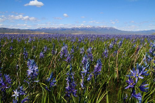 A vibrant field of purple flowers stretches towards snow-capped mountains under a clear blue sky.