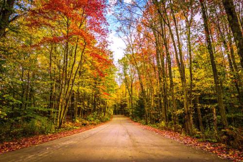A serene dirt road lined with vibrant autumn trees in shades of red, orange, and yellow under a clear blue sky.