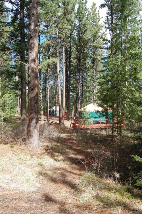 A forest path leads to a tent cabin surrounded by tall pine trees and greenery.