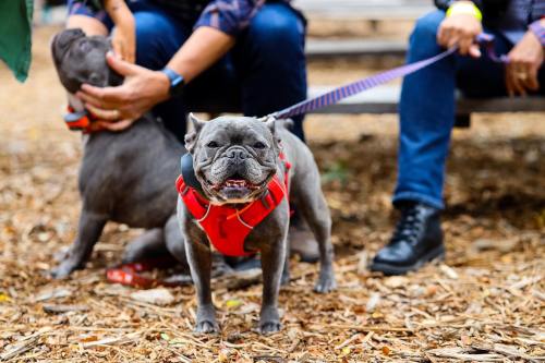 Two dogs in red harnesses are at a park, one standing happily while the other is being petted by a person.