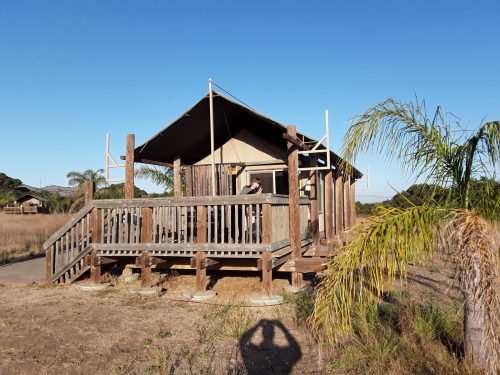 A wooden cabin with a porch surrounded by grass and palm trees under a clear blue sky.