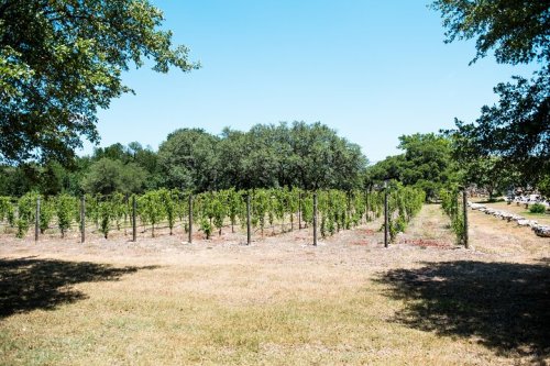A sunny vineyard with rows of grapevines, surrounded by trees and a clear blue sky.