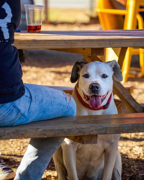 A happy dog with a big smile sits under a picnic table, looking up at a person with a drink.