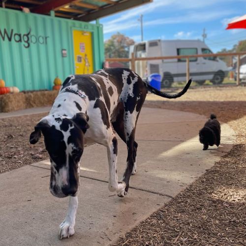 A large black and white dog walks on a path, while a small black dog follows closely behind in a sunny outdoor setting.