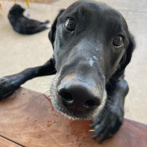 A close-up of a black dog with a curious expression, resting its paws on a wooden surface. A second dog is blurred in the background.