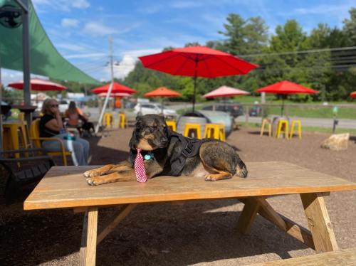 A dog in a tie lounges on a picnic table at an outdoor café with red umbrellas and people in the background.