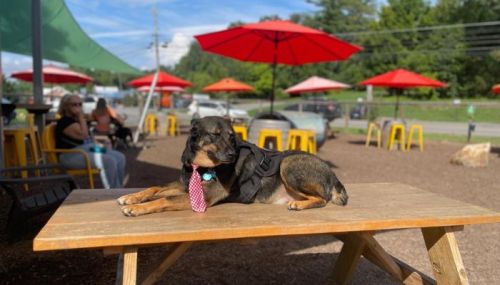 A dog wearing a tie lounges on a table in a sunny outdoor setting with red umbrellas and people in the background.