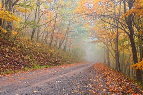 A misty road lined with trees displaying vibrant autumn foliage and fallen leaves on the ground.