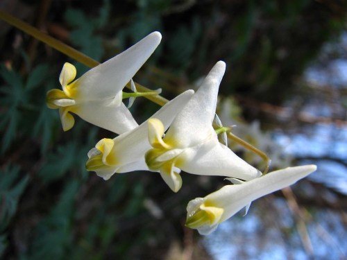 Close-up of delicate white flowers with yellow accents, growing on a slender stem against a blurred green background.