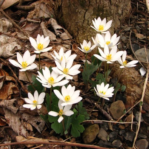 A cluster of white flowers with yellow centers growing among dry leaves and stones near a tree trunk.