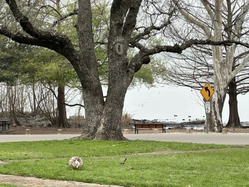 A park scene featuring a large tree, a grassy area, and a winding path near a body of water with benches in the background.