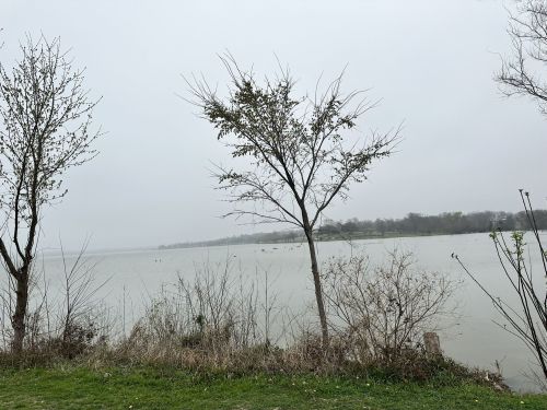 A foggy lakeside scene with bare trees and overgrown grass along the water's edge.