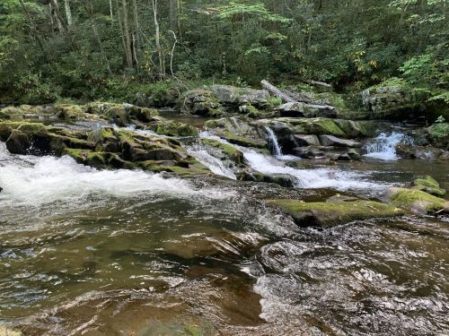 A serene stream flows over moss-covered rocks in a lush, green forest.