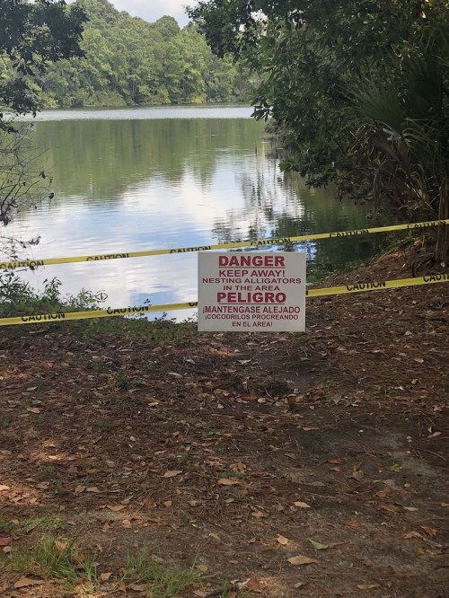 Sign warning of alligators near a lake, surrounded by caution tape, with English and Spanish text.
