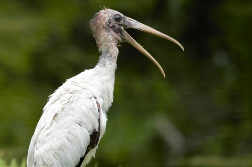 A white bird with a long beak and a scruffy head, standing near water with its mouth open.