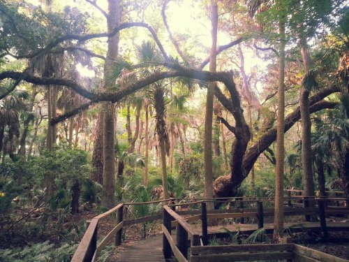 A wooden walkway winds through a lush, green forest filled with tall trees and vibrant foliage.