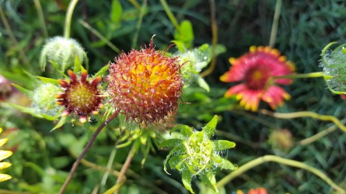 Close-up of vibrant wildflowers with red and yellow petals, surrounded by green foliage and dew drops.
