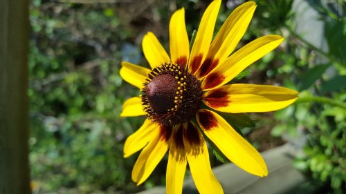 A vibrant yellow flower with a dark center and reddish-brown markings, surrounded by green foliage.