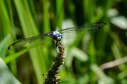 A blue dragonfly perched on a plant stem, surrounded by green foliage.