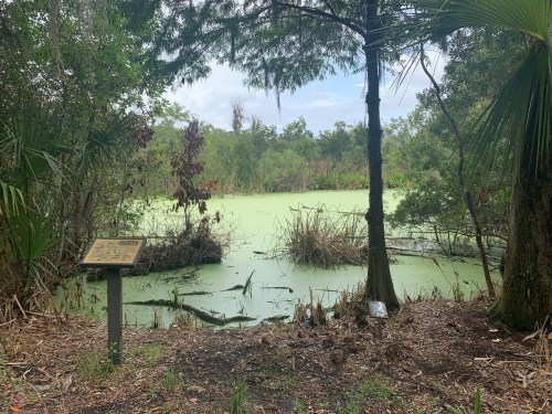 A serene wetland scene with green water, surrounded by trees and vegetation, featuring an informational sign in the foreground.