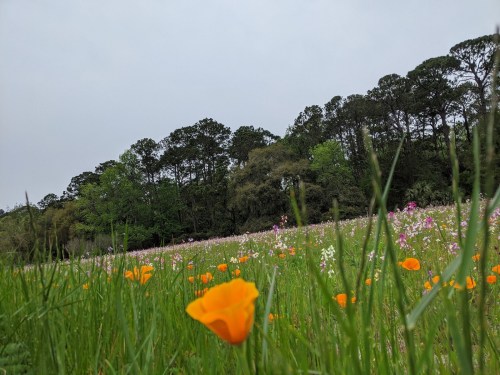 A field of colorful wildflowers, including bright orange poppies, with a tree line in the background under a cloudy sky.