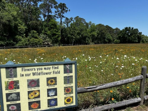 A sunny wildflower field with a sign listing various flowers, surrounded by trees and a wooden fence.