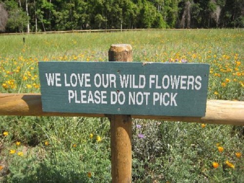 A wooden sign in a field of wildflowers reads, "We love our wild flowers. Please do not pick."