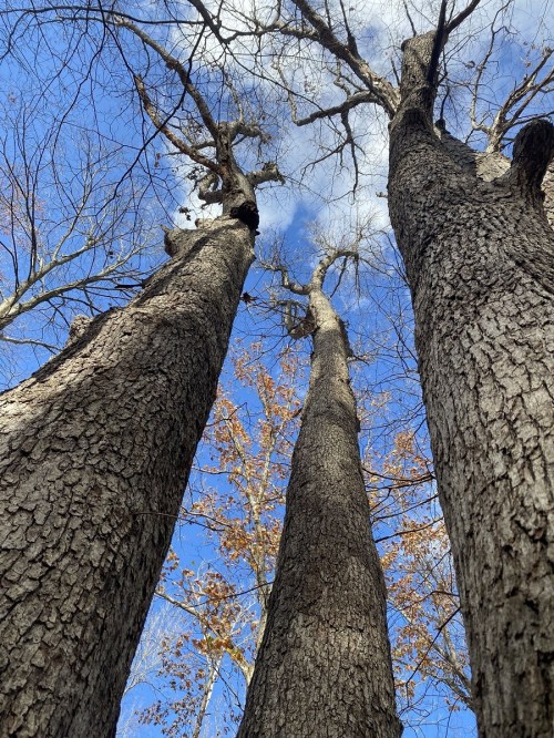 Looking up at tall trees against a blue sky with scattered clouds and a few autumn leaves.