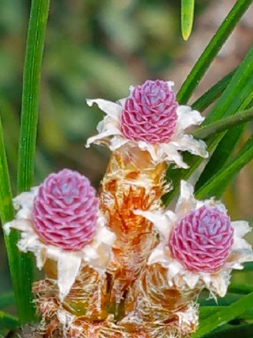 Close-up of three pink and white flowers surrounded by green leaves, showcasing intricate petal details.