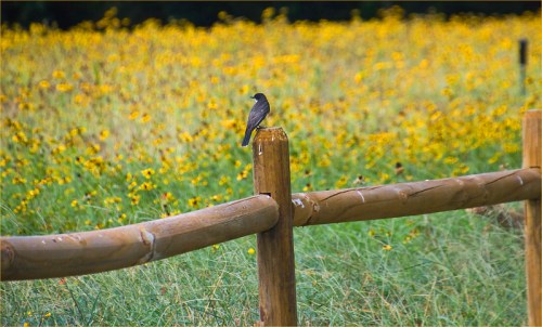 A bird perched on a wooden fence post, with a field of yellow flowers in the background.