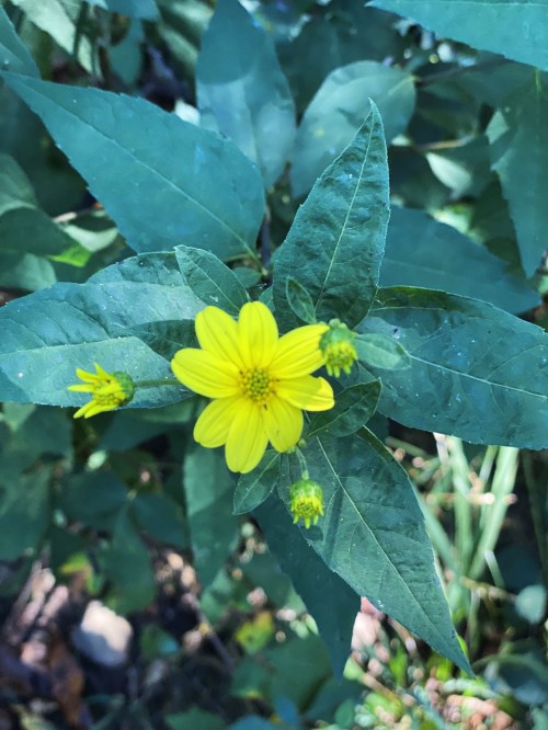 A bright yellow flower surrounded by green leaves, with small buds nearby, set against a natural background.