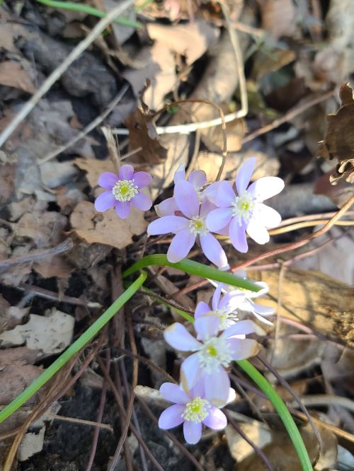 A cluster of delicate purple flowers growing among fallen leaves and twigs on the forest floor.