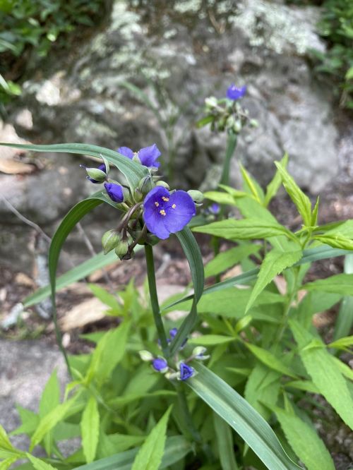 A cluster of vibrant purple flowers with green leaves, growing near a rocky surface in a natural setting.