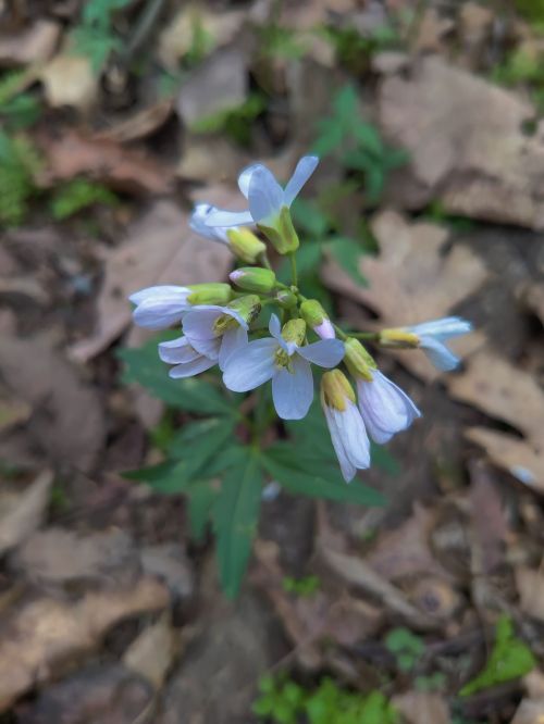 A cluster of delicate light purple flowers with green leaves, surrounded by fallen leaves on the forest floor.