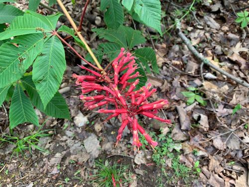 A cluster of bright red tubular flowers surrounded by green leaves on a forest floor with fallen leaves.