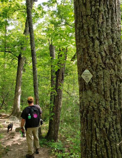 A person with a backpack walks a dog on a forest trail, with a sign for "Rainbow Lion Trail" on a tree.