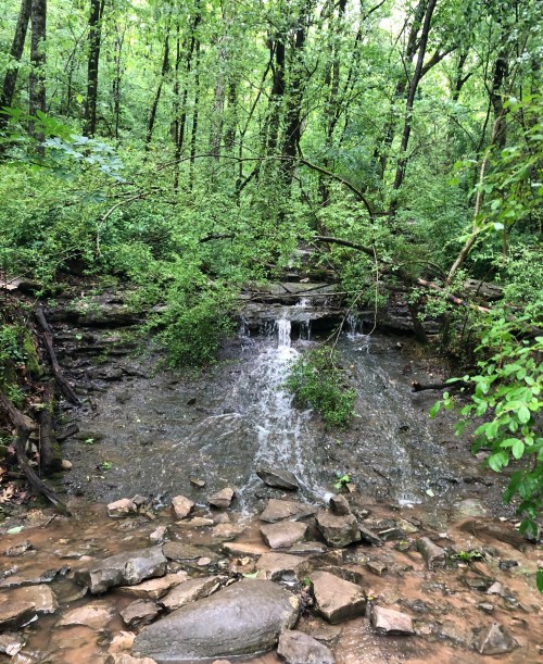A small waterfall cascades over rocks in a lush, green forest. Trees and foliage surround the serene scene.